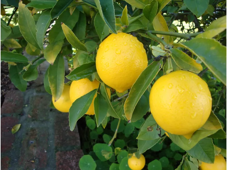 limone 