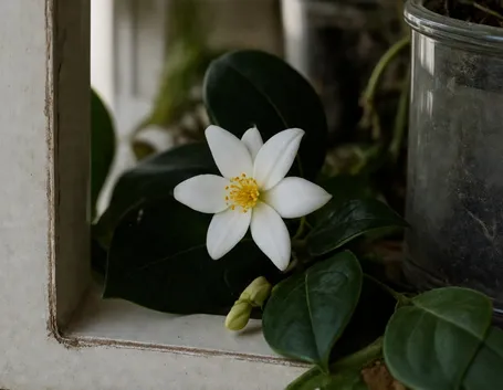 Limone
