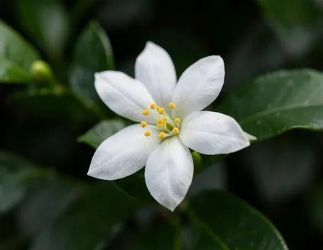 fiore