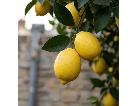 Limoni