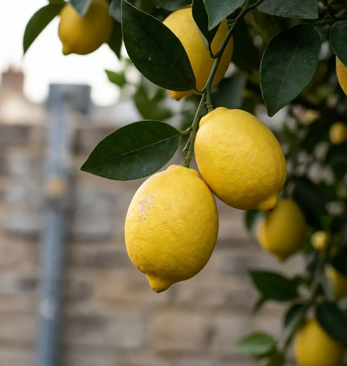 Limoni
