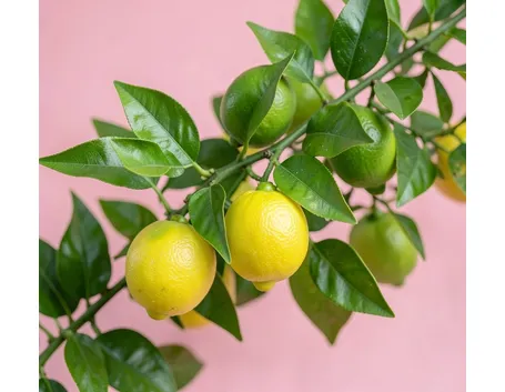 Limoni
