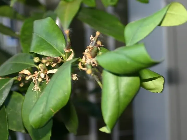 fiori di limone