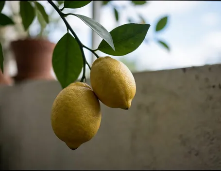 Limoni