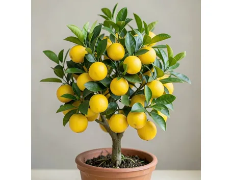 Limone
