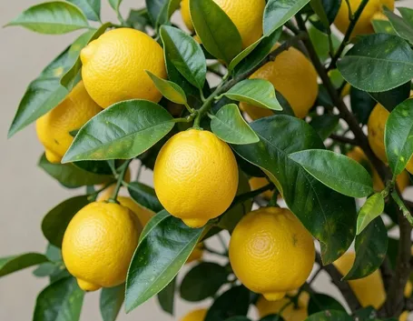limoni
