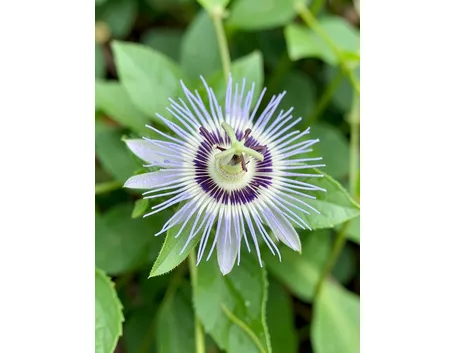 Passiflora