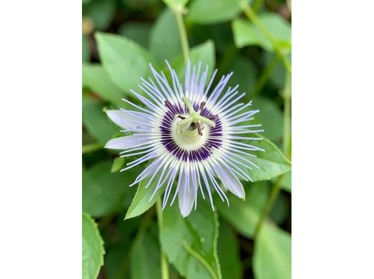 Passiflora