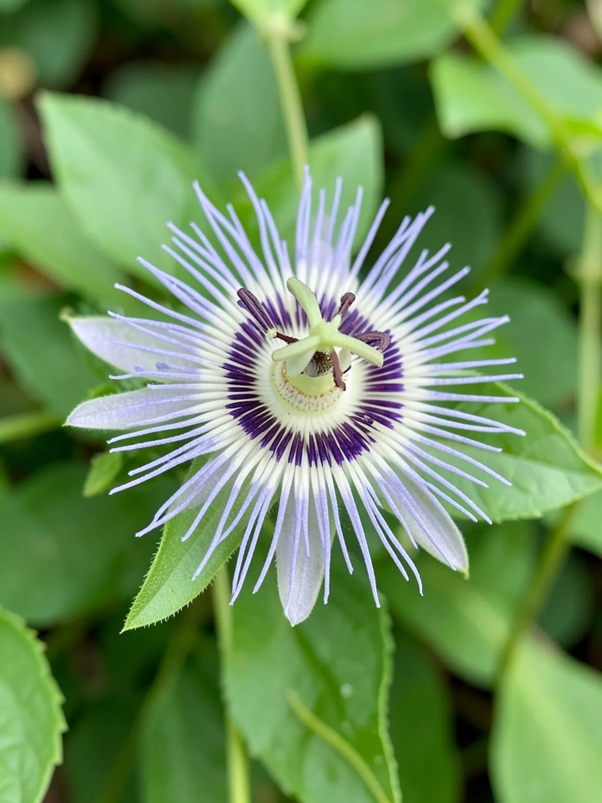 Passiflora