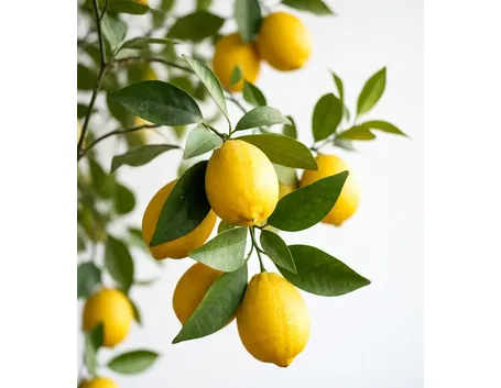 Limone