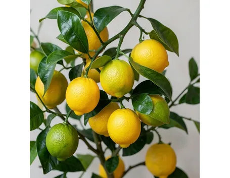 Limoni maturi