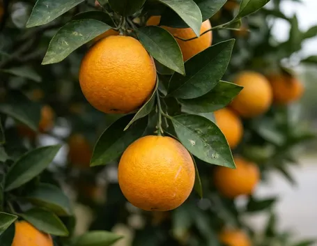 Arancio