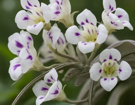 Fiori di catalpa