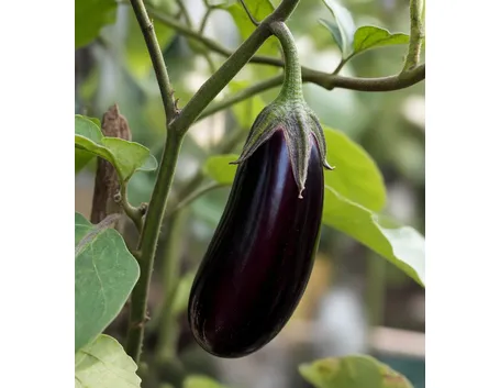 Melanzana