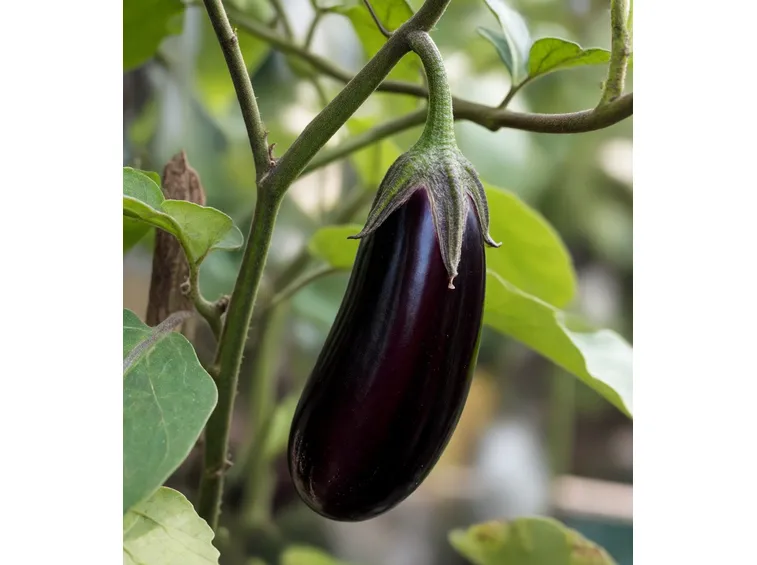 Melanzana
