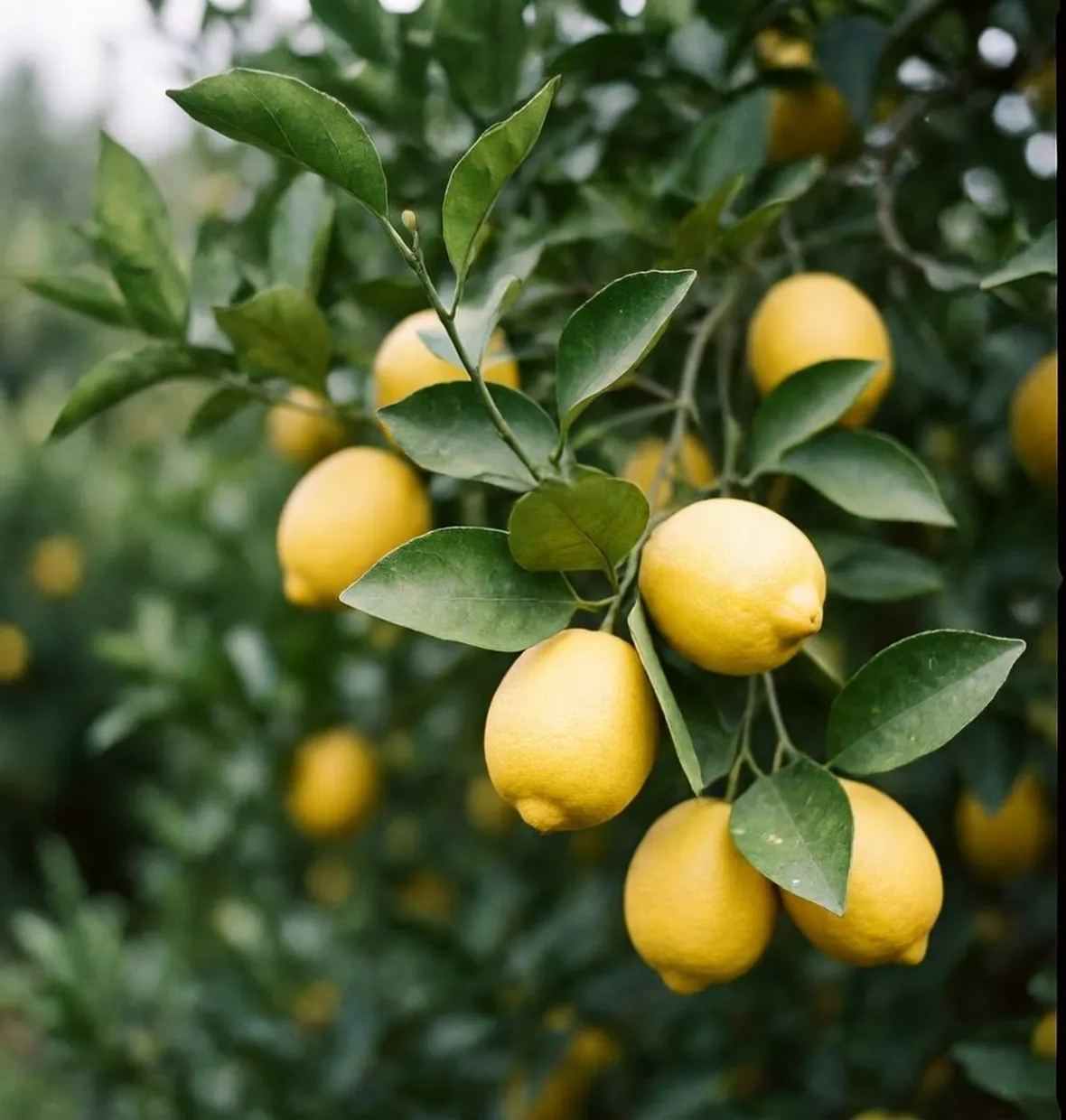 limone