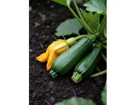 Zucchine