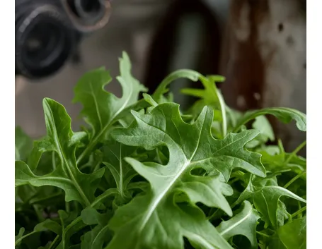 Rucola