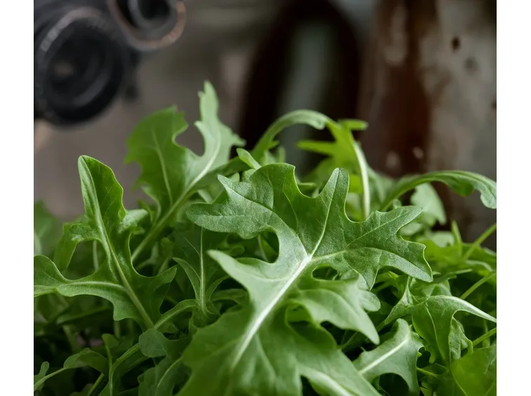 Rucola