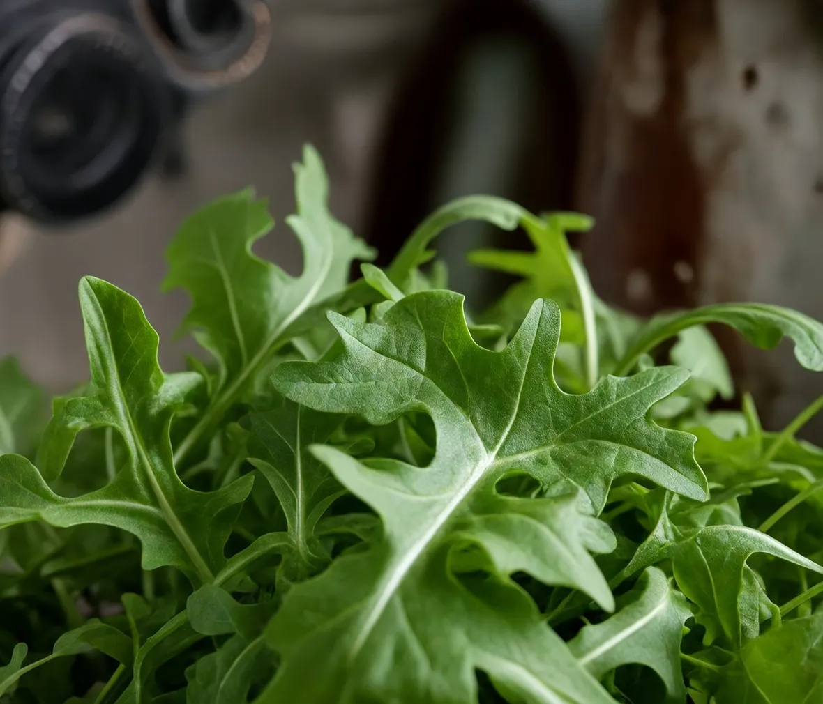 Rucola