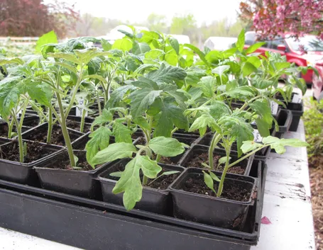 pomodori