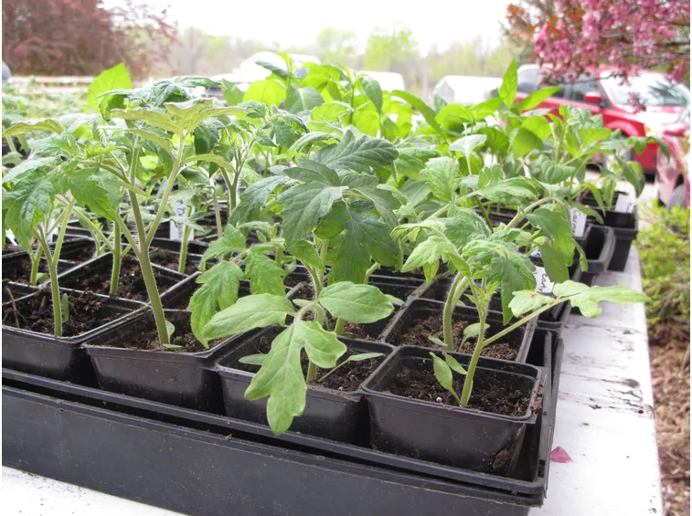 pomodori
