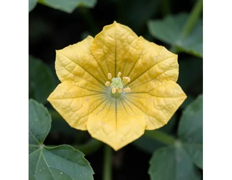 Fiore di zucca