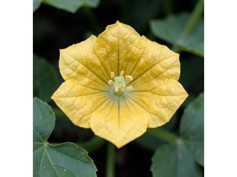 Fiore di zucca