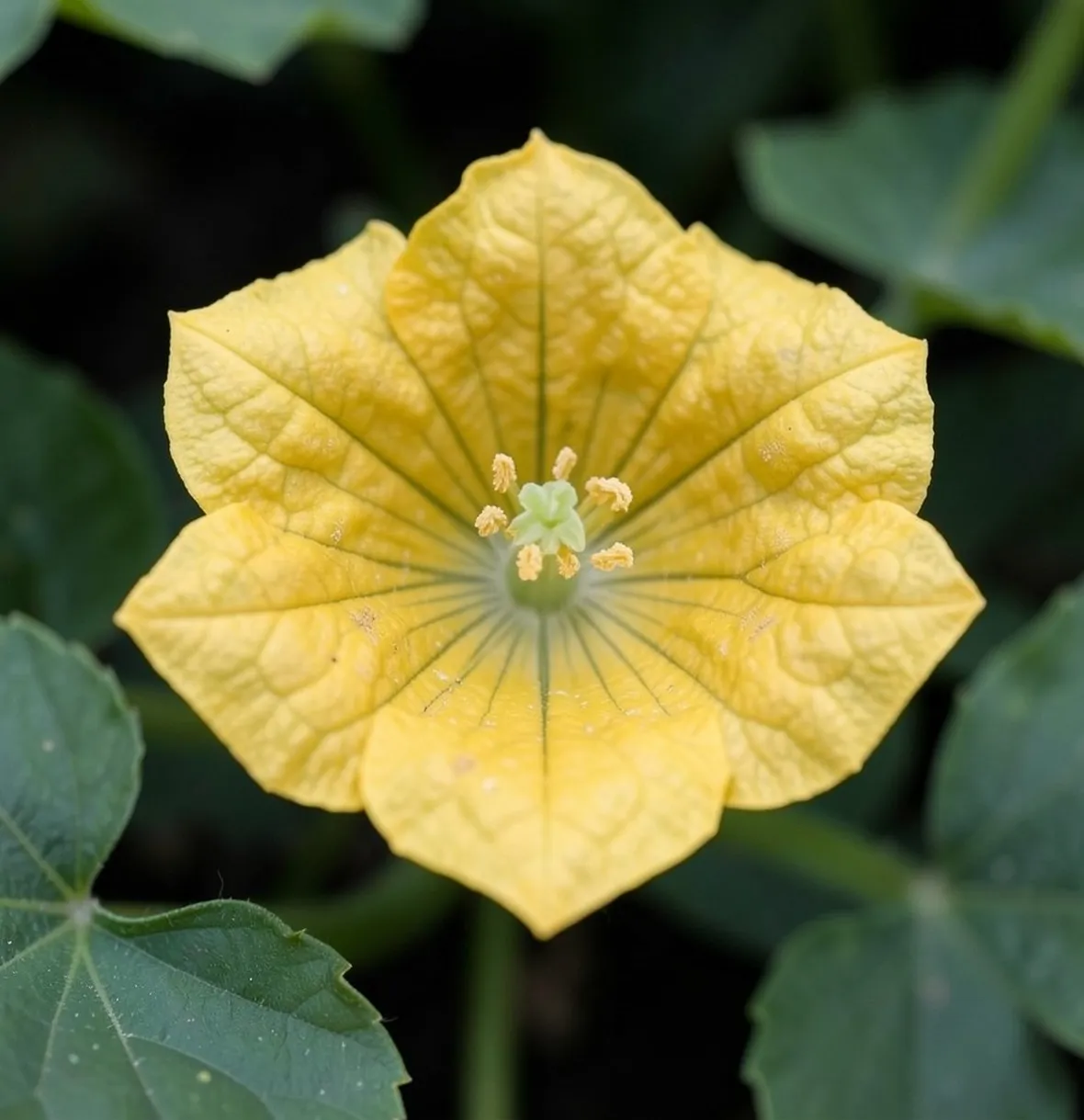 Fiore di zucca
