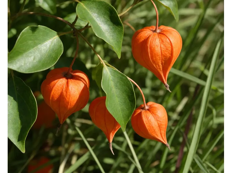 Alkekingi frutti fiori