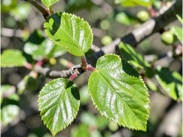 Foglie di amareno