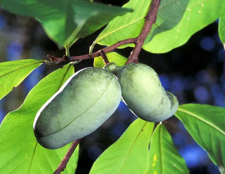 Frutti asimina triloba