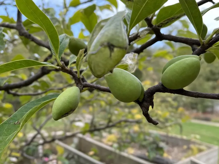 Asimina triloba parassiti