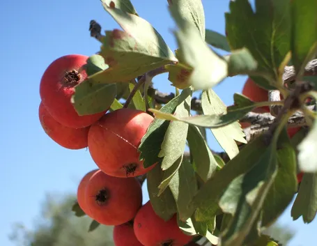 Frutti azzeruolo
