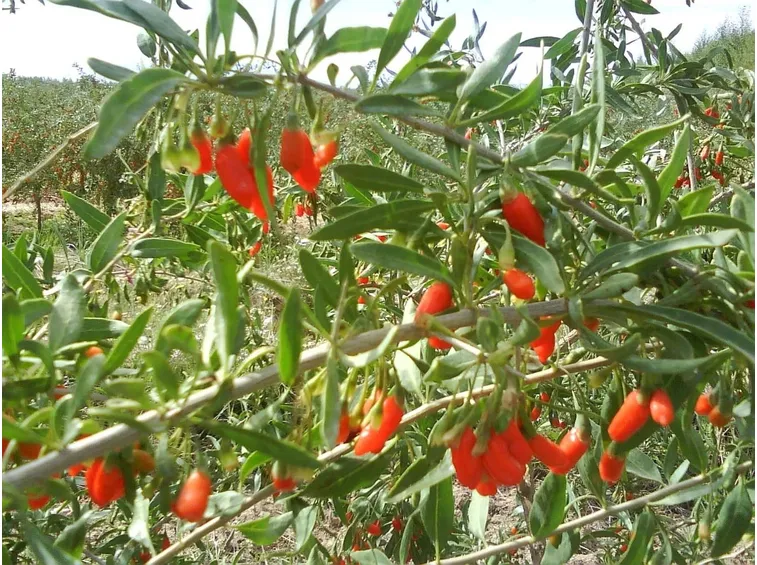 Bacche di Goji