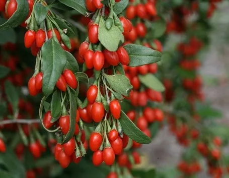 Pianta di bacche di goji