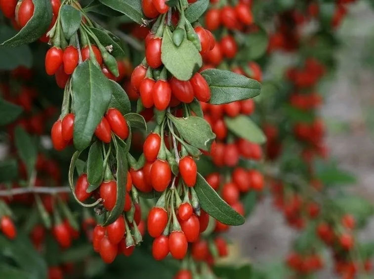 Pianta di bacche di goji