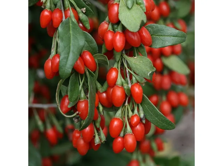 Bacche di goji 