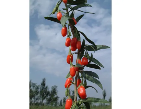 Bacche di Goji sull’albero.