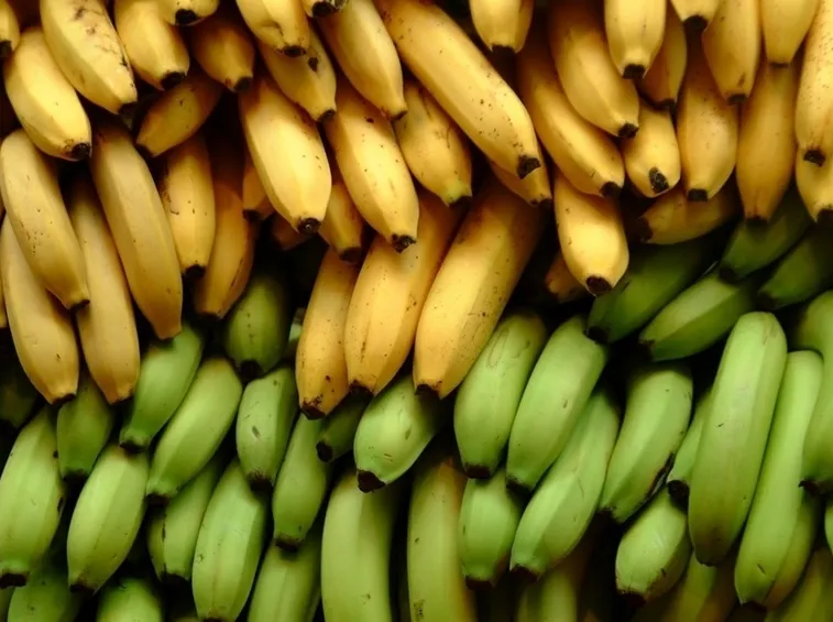 Alberi banano