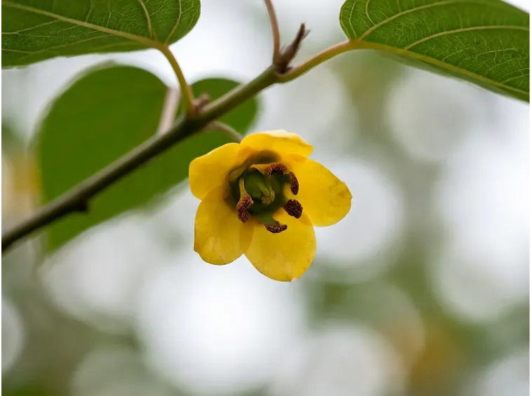 Fiore cachi