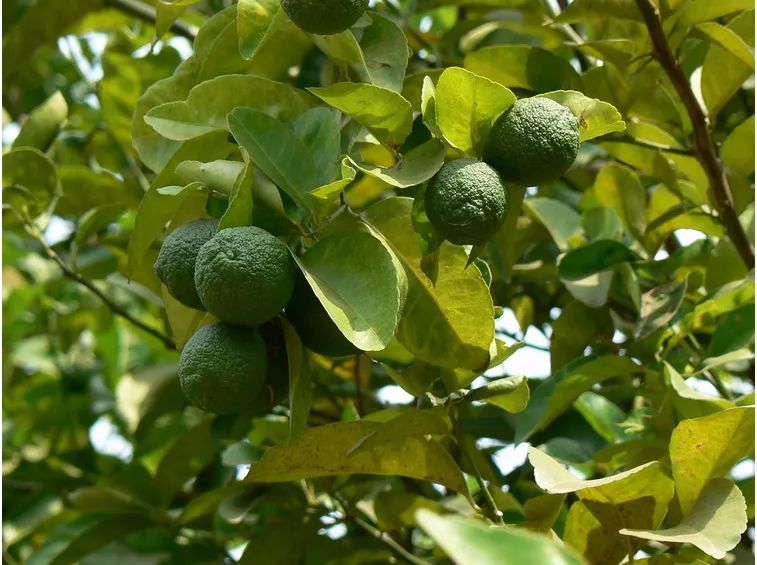 Citrus medica