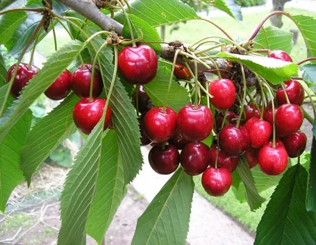 Frutti ciliegio
