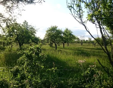 piante da frutto