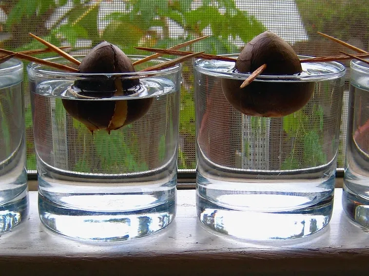 avocado