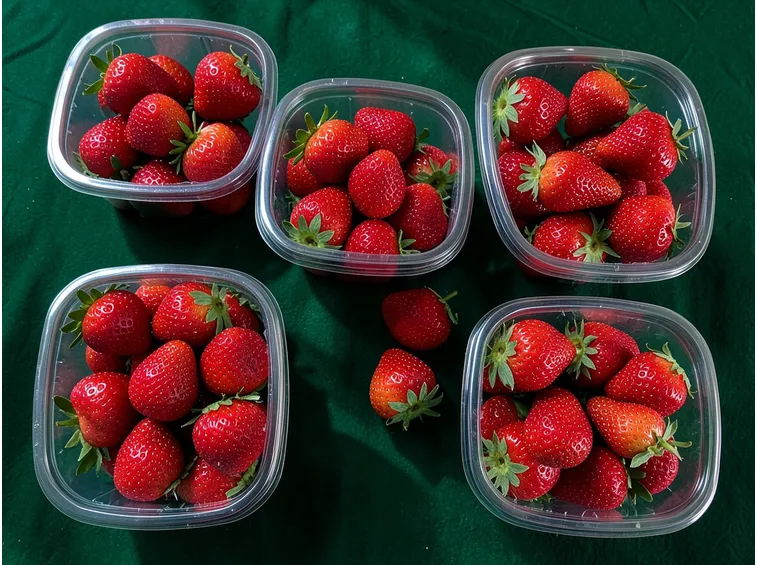 Fragole pronte