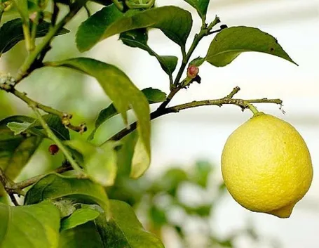 Potatura limone primavera