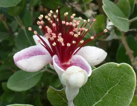 Fiore feijoa