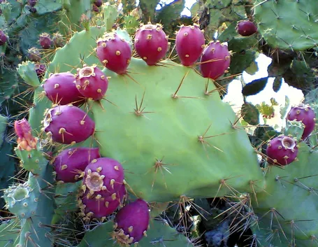 Fico frutti