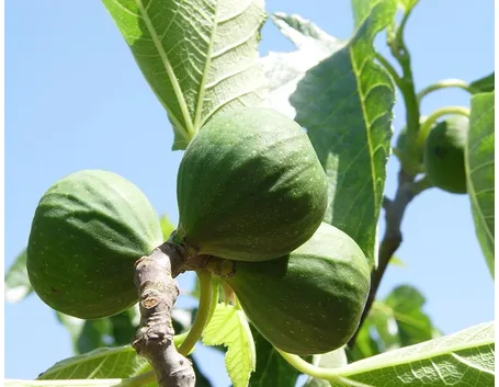 Fichi frutti